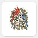 Search for songbird stickers Cardinal