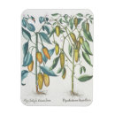 Search for pipers magnets Century