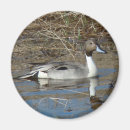 Search for pintail magnets Duck
