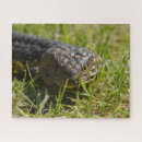 Search for lizard puzzles Australian