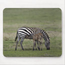 Search for foals mouse mats Standing
