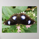 Search for lepidoptera posters Animals