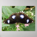 Search for tropical blue posters Pretty