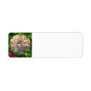 Search for zinnia return address labels Flowers