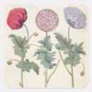 Search for papaver stickers Botanical