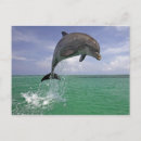 Search for jumping dolphin postcards Animal