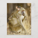 Search for infants postcards Wildlife