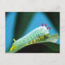 Search for moths postcards Colourful