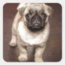 Search for puppy photo stickers Pug
