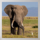 Search for amboseli posters Alison jones