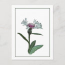 Search for bachelor vertical postcards Cornflower
