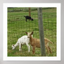 Search for goat posters Farm