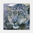 Search for snow leopard magnets Wildlife