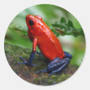 Search for poison dart frog stickers Amphibian