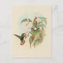 Search for vintage bird paintings postcards Nature