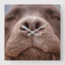 Search for dog nose art Pet