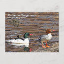Search for merganser duck Wildlife