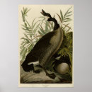 Search for canada goose posters Geese