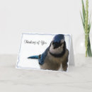 Search for jay cards Nature