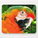 Search for macaw electronics Green