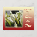 Search for white calla Anniversary