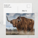 Search for scottish highland cow postcards Farm