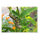 Search for caterpillar to butterfly posters Yellow