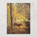 Search for mont tremblant postcards Deer