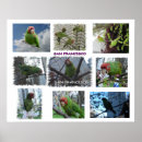 Search for conures art Pet