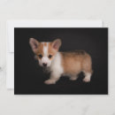 Search for corgi thank you cards Canine