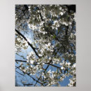Search for white cherry blossom tree posters Sakura