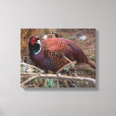 Search for pheasant canvas prints Wildlife
