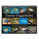 Search for triggerfish Reef