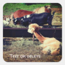 Search for animal friends stickers For her