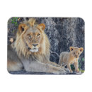 Search for cub magnets Cute baby animal