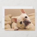 Search for french bulldog thank you cards Young animal