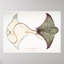 Search for stingray posters Marine life