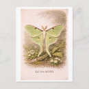 Search for luna moth postcards Green
