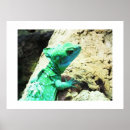Search for lizard posters Pets