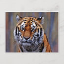 Search for bengals postcards Tiger