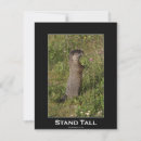 Search for marmots Wildlife