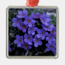 Search for refuges christmas tree decorations Anwr