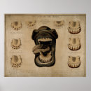 Search for vintage veterinary posters Horse