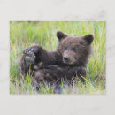 Search for clark lake postcards Cute baby animal