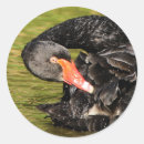 Search for black swan stickers Bird