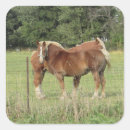 Search for cute horse stickers Pretty