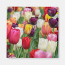 Search for spring tulips magnets Red