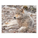 Search for wolf photography Grey