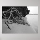Search for black white ocean posters Florida