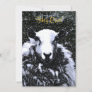 Search for ewe invitations Farms